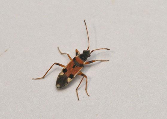 Beosus quadripuntatus
