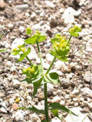 Euphorbia serrata