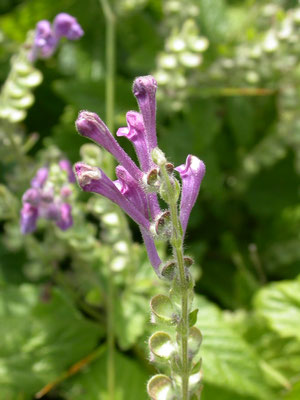 Scutellaria columnae - Trosglidkruid
