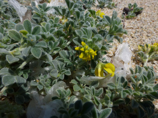 Medicago marina - Zeerupsklaver