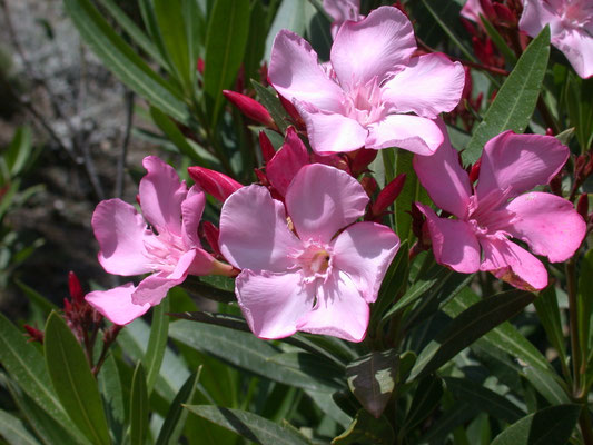 Nerium oleander - Oleander