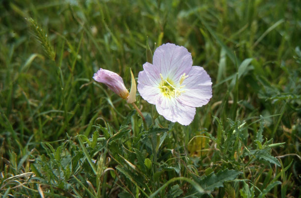 Oenanthera speciosa - Snowy Primrose