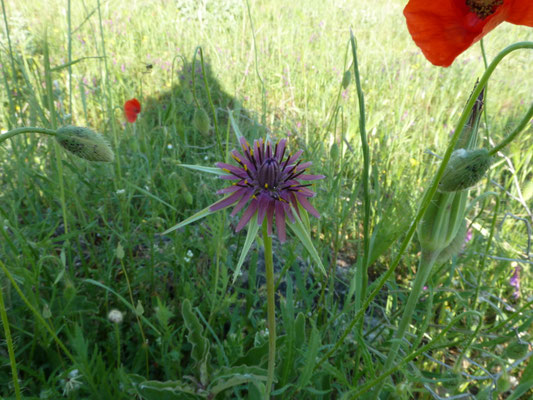 Tragopodon sinuatus