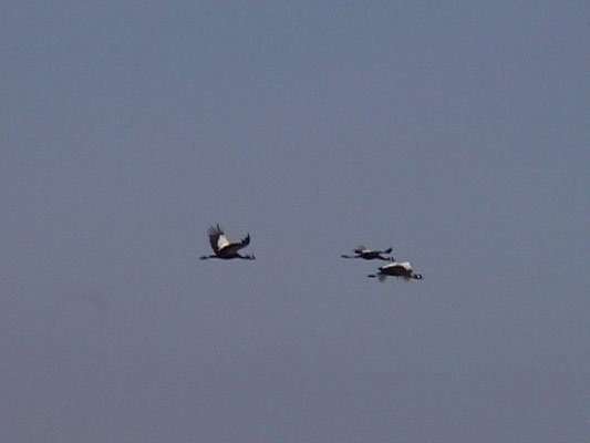 Balearica pavonina - Black-crowned Crane