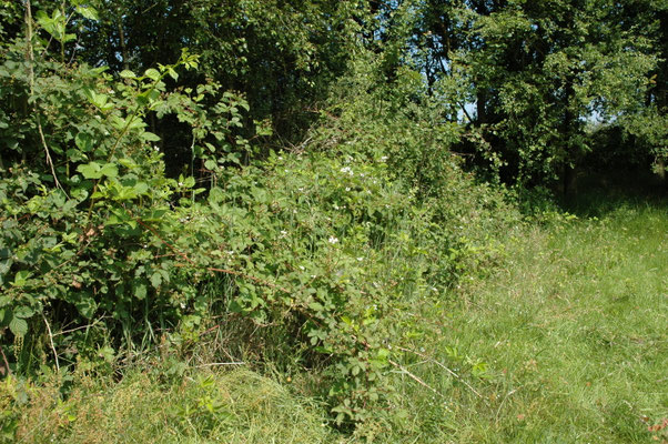 Rubus fruticosus - Gewone braam
