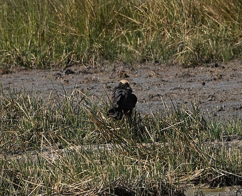 Circus aeruginosus - Western Marsh-Harrier