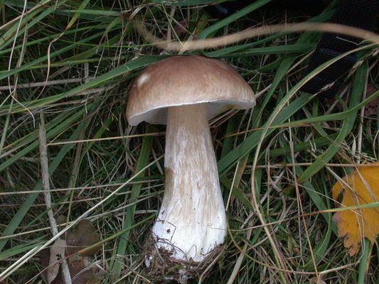 Tylopilus felleus - Bittere boleet