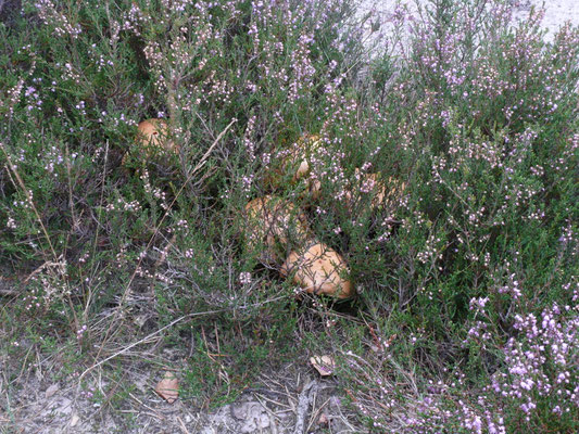 Suillus bovinus - Koeienboleet