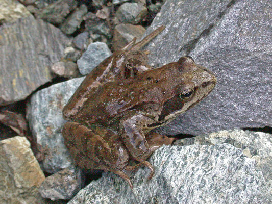 Rana temporaria - Bruine kikker
