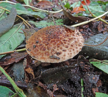 Lepiota castanea - Kastanjeparasolzwam