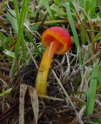 Hygrocybe coccinea - Scharlaken wasplaat