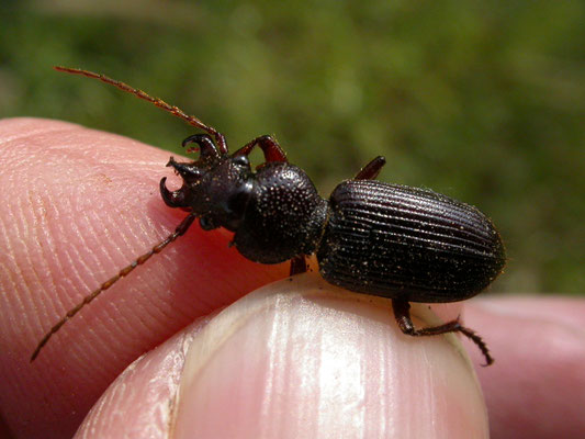 Ditomus tricuspidatus