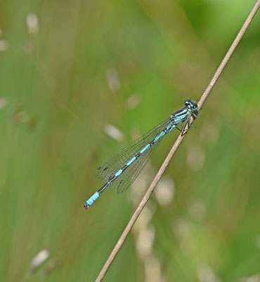 Speerwaterjuffer