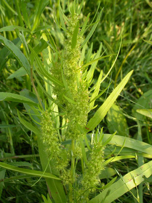 Rumex maritimus - Goudzuring