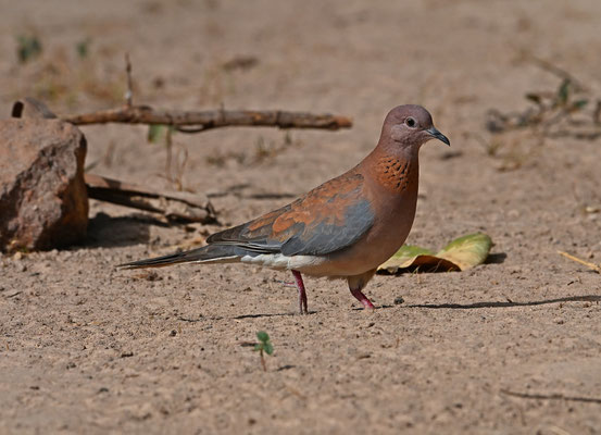 Streptopelia senegalensis - Laughing Dove
