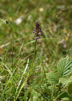Grote muggenorchis