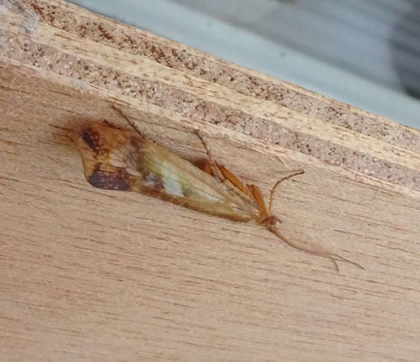 Limnephilus lunatus