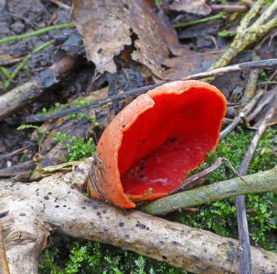 Sarcoscypha coccinea - Rode kelkzwam