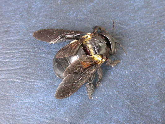 hommel