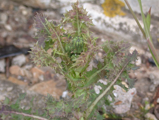 Sonchus asper - Gekroesde melkdistel