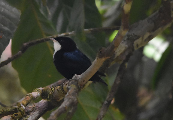 White-throated Manakin