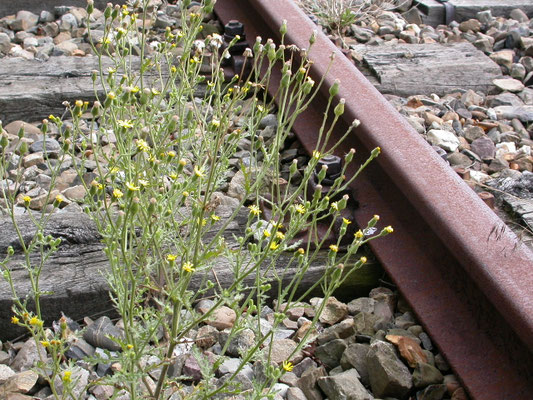 Senecio viscosus - Kleverig kruiskruid