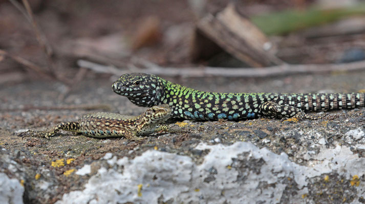 Muurhagedis (Podarcis muralis), foto Ruud