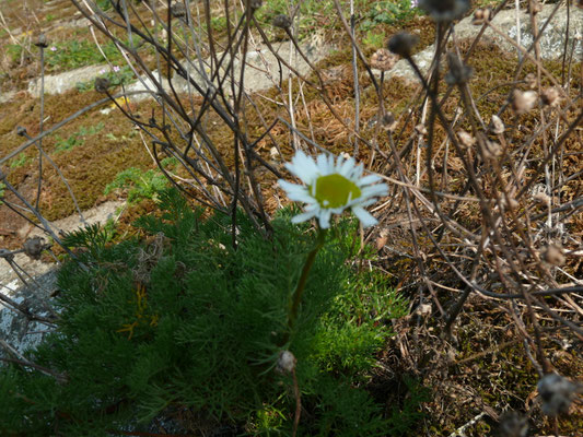Tripleurospermum maritimum - Reukeloze kamille
