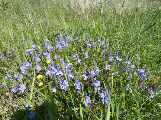 Veronica austriaca - Brede ereprijs