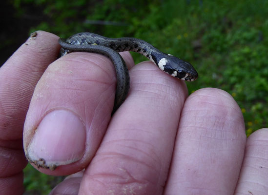 Ringslang (Natrix natrix)
