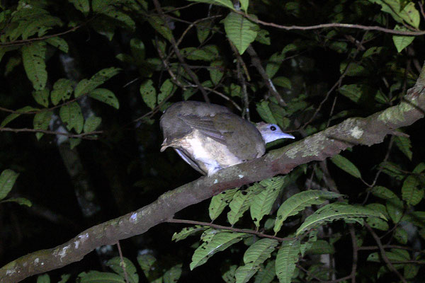 Great Tinamou