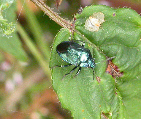 Zircrona coerulea - Blauwe schildwants