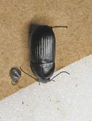 Oodes helopioides - Zwarte moerasloper