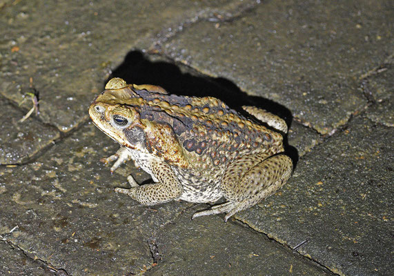 Rhinella marina