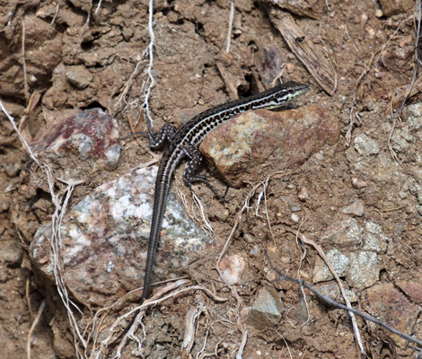 Tyrrheense muurhagedis - Podarcis tilaguerta