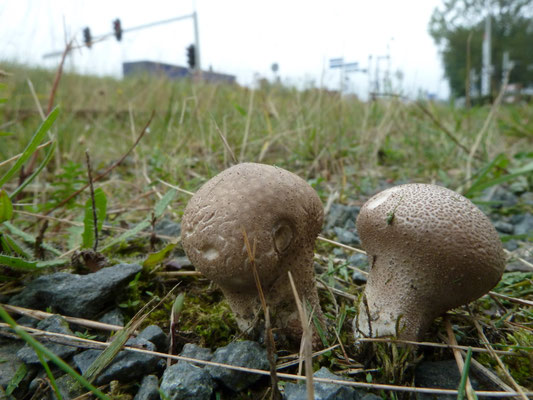 Lycoperdon lividum - Melige stuifzwam