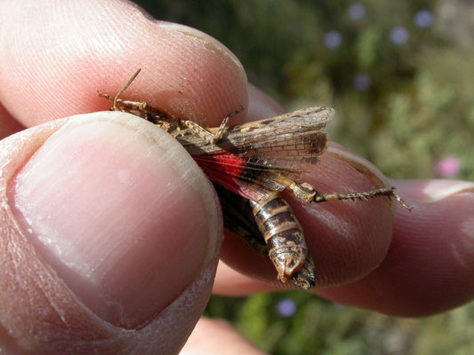roodvleugelsprinkhaan (Oedipoda germanica)