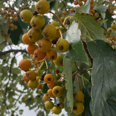 Sorbus intermedia - Zweedse lijsterbes
