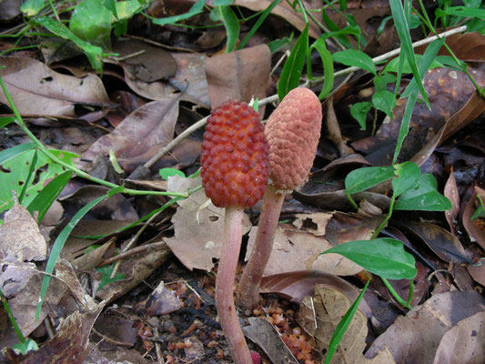 Balanophoraceae species
