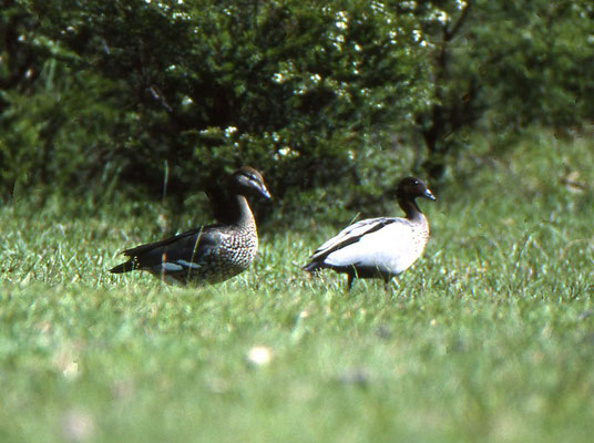 Maned Woodduck