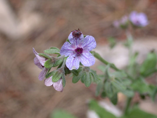 Cynoglossum creticum - Kretenzische hondstong