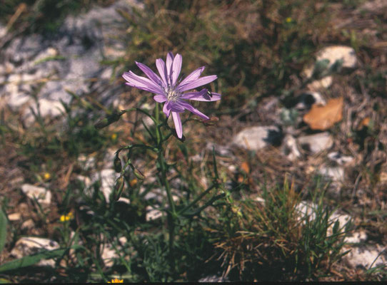 Lactuca perennis - Blauwe sla