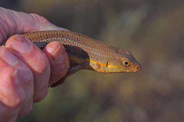 Schneider's Skink (Eumeces schneideri)  