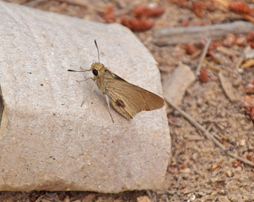 Gierstdikkopje (Pelopidas thrax)