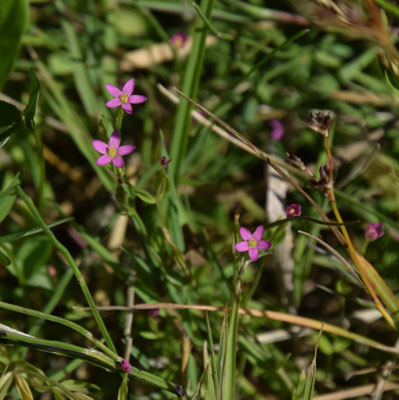 Centaurium pulchellum - Fraai duizenguldenkruid
