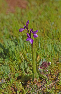 Blesharlekijnorchis