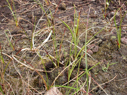 Carex pilulifera - Pilzegge