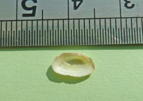 Tellimya ferruginosa - Ovale klitschelp