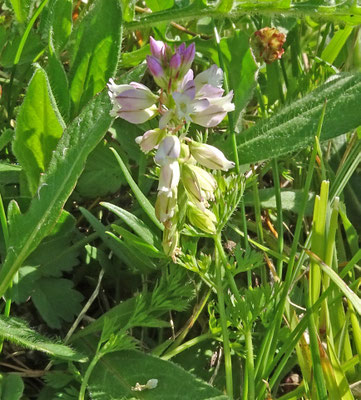 Kuifvleugeltjesbloem