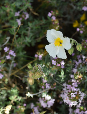 Helianthemum apenninum - Wit zonneroosje